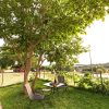 Plane Tree 24
