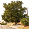 Plane Tree 27