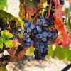 gentilini-winery-1140x566a
