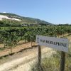 gentilini-winery-570x517g